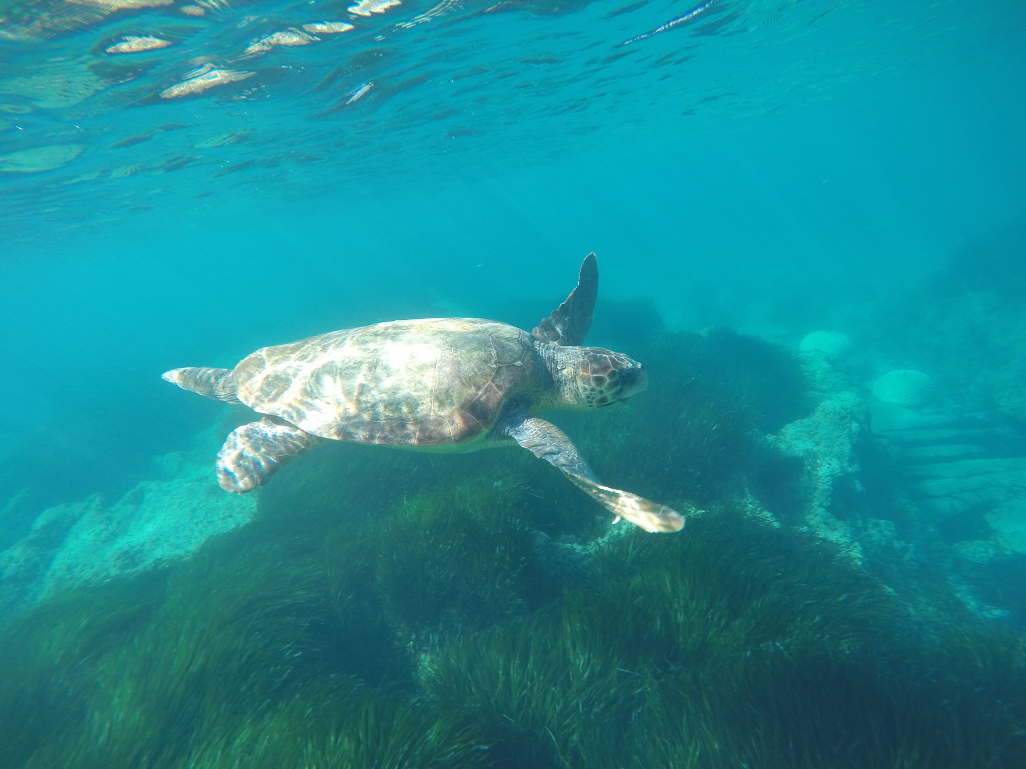 Swimming with Turtles in Paphos